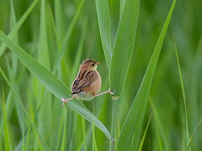 野鳥のセッカ