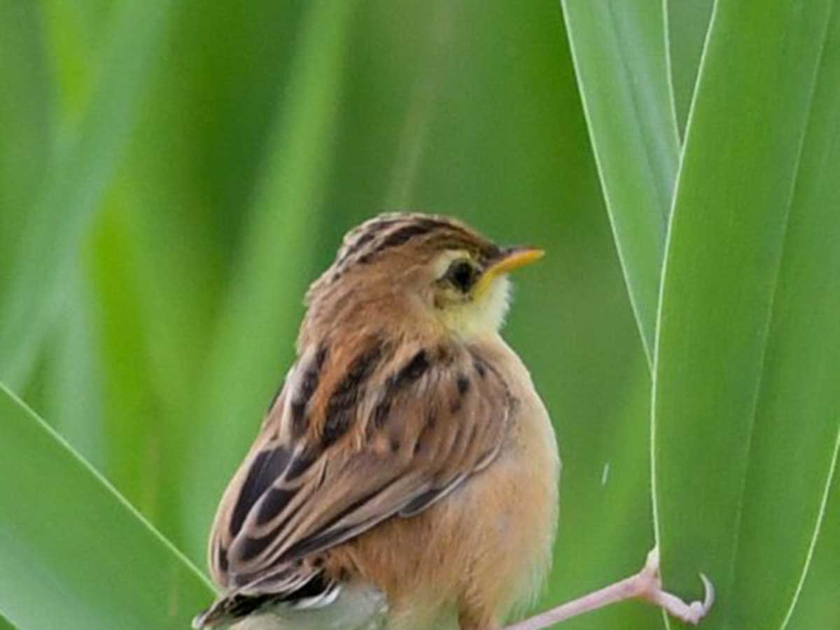 野鳥のセッカ