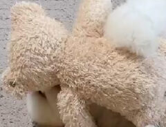 犬のみかんちゃんの飼い主（@mikandaisukisu）さんがXに公開した、寝る前の動画の画像