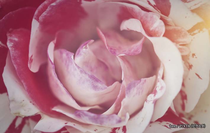 ピンク色のバラの写真