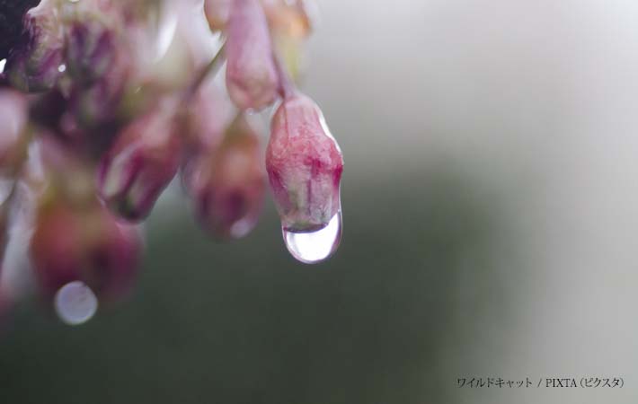 雨に濡れた花びらの写真
