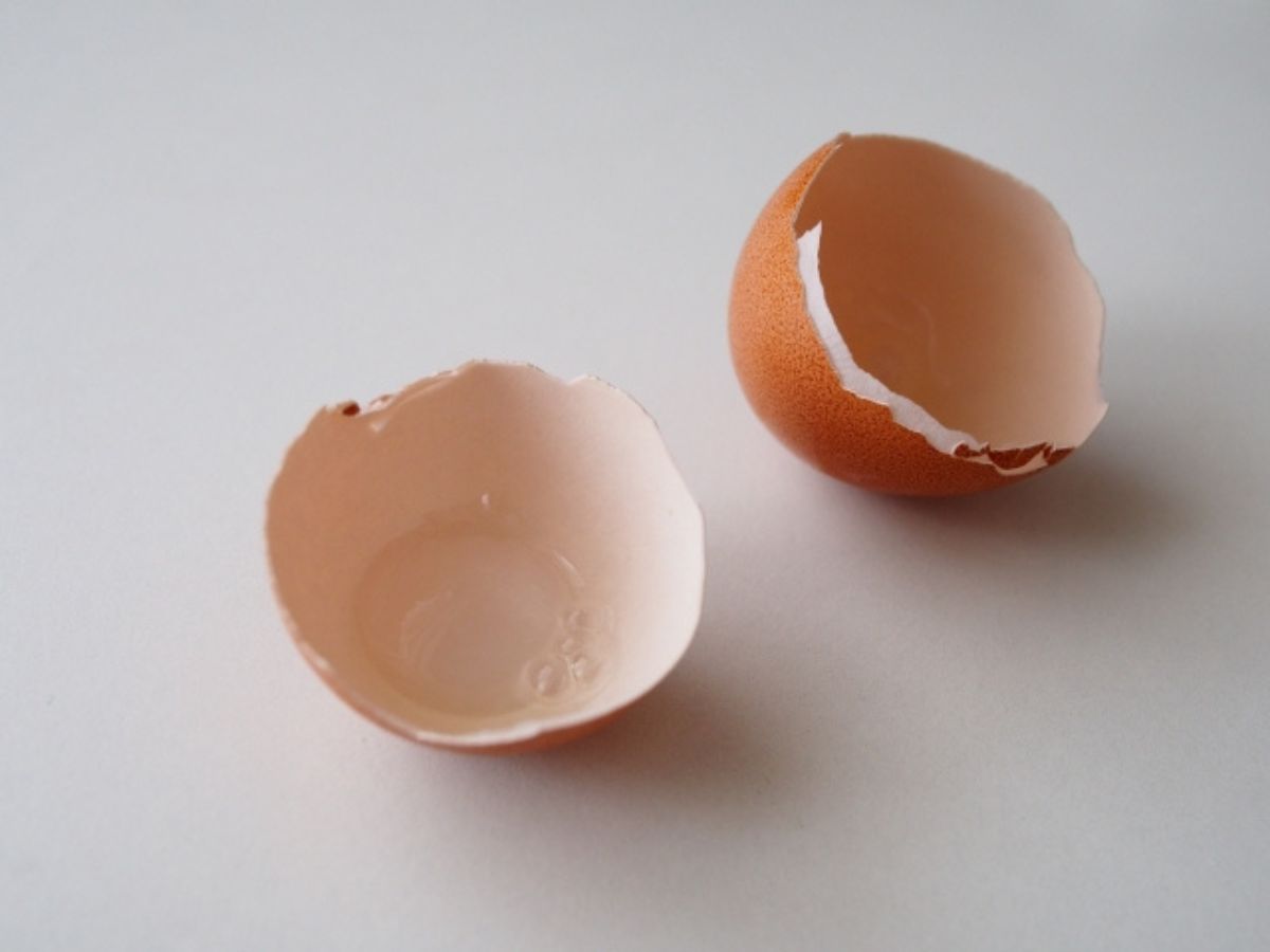 白い台の上に置かれた卵の殻