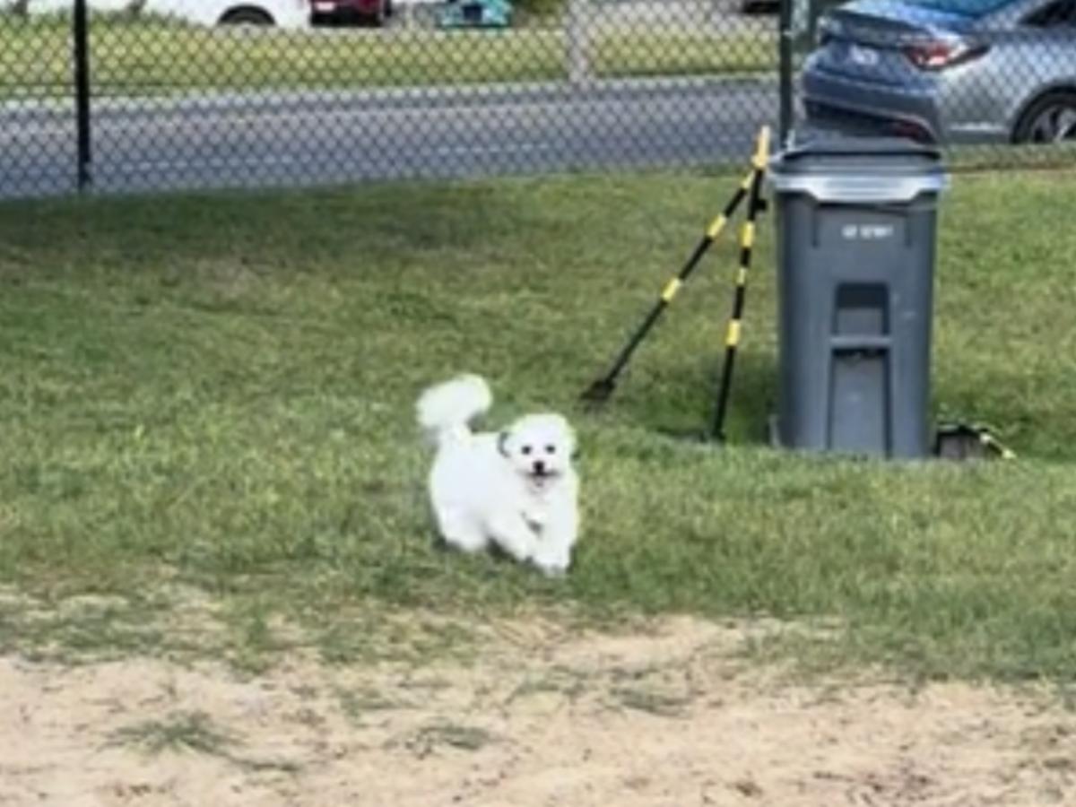 犬の写真