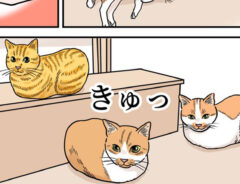 猫の漫画の画像