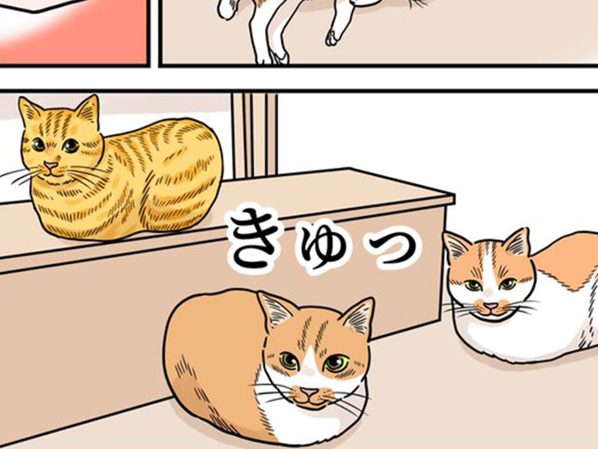 猫の漫画の画像