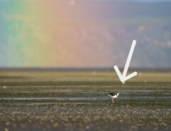 虹とカニを捕まえた鳥の写真