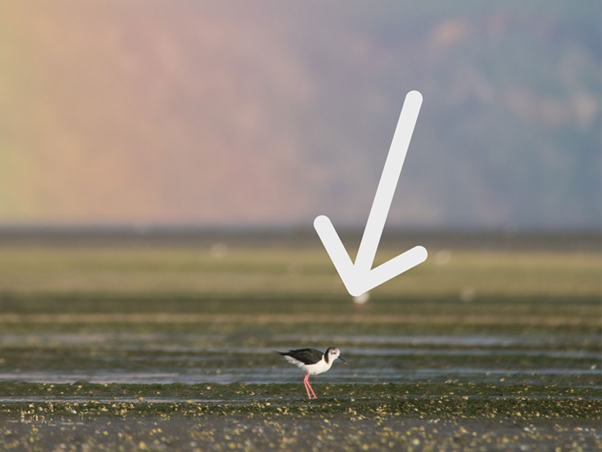 虹とカニを捕まえた鳥の写真