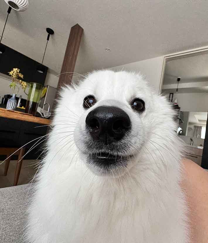 犬の写真