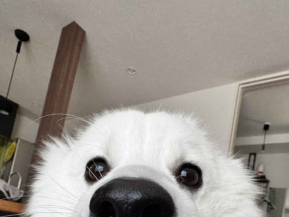 犬の写真