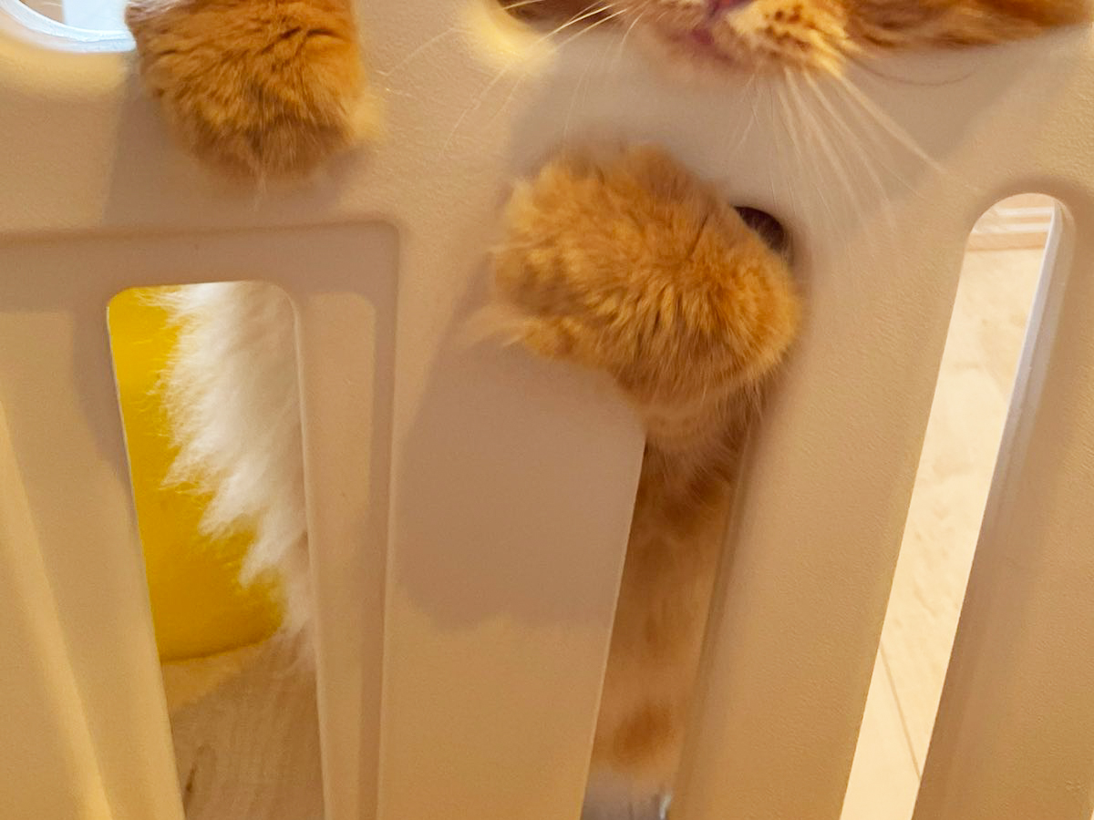 猫の写真