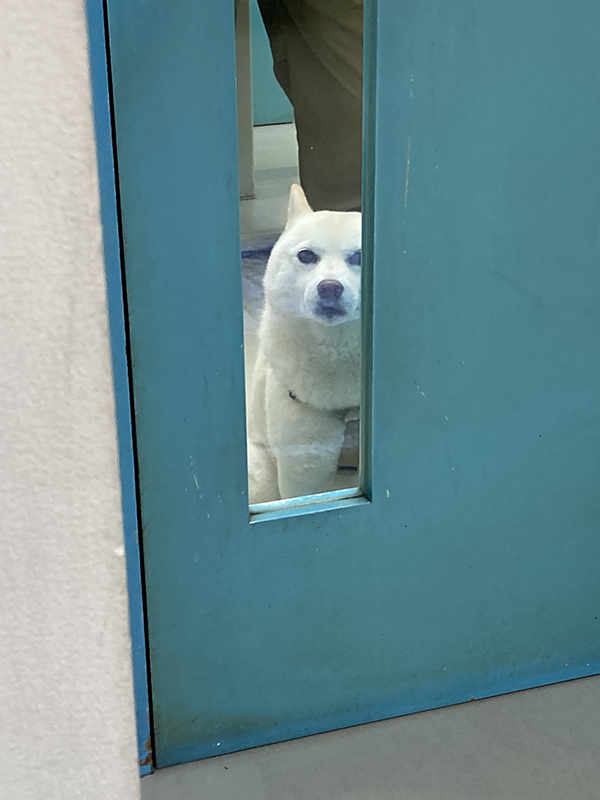 柴犬の写真