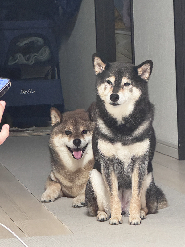 柴犬の写真