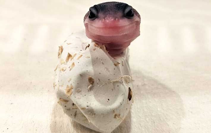 ヒョウモントカゲモドキの赤ちゃん