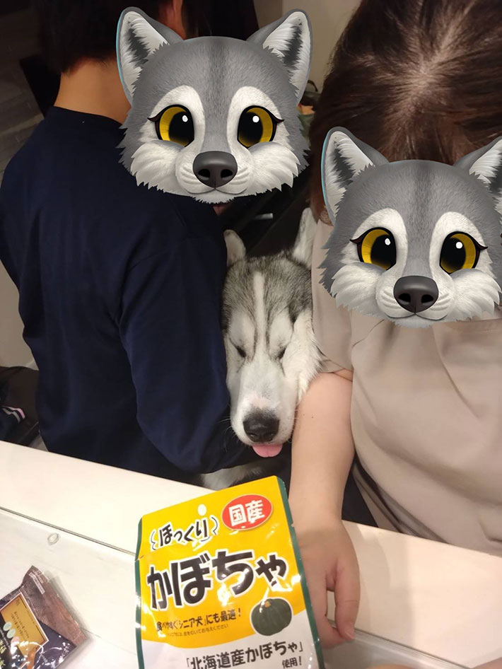 犬の写真