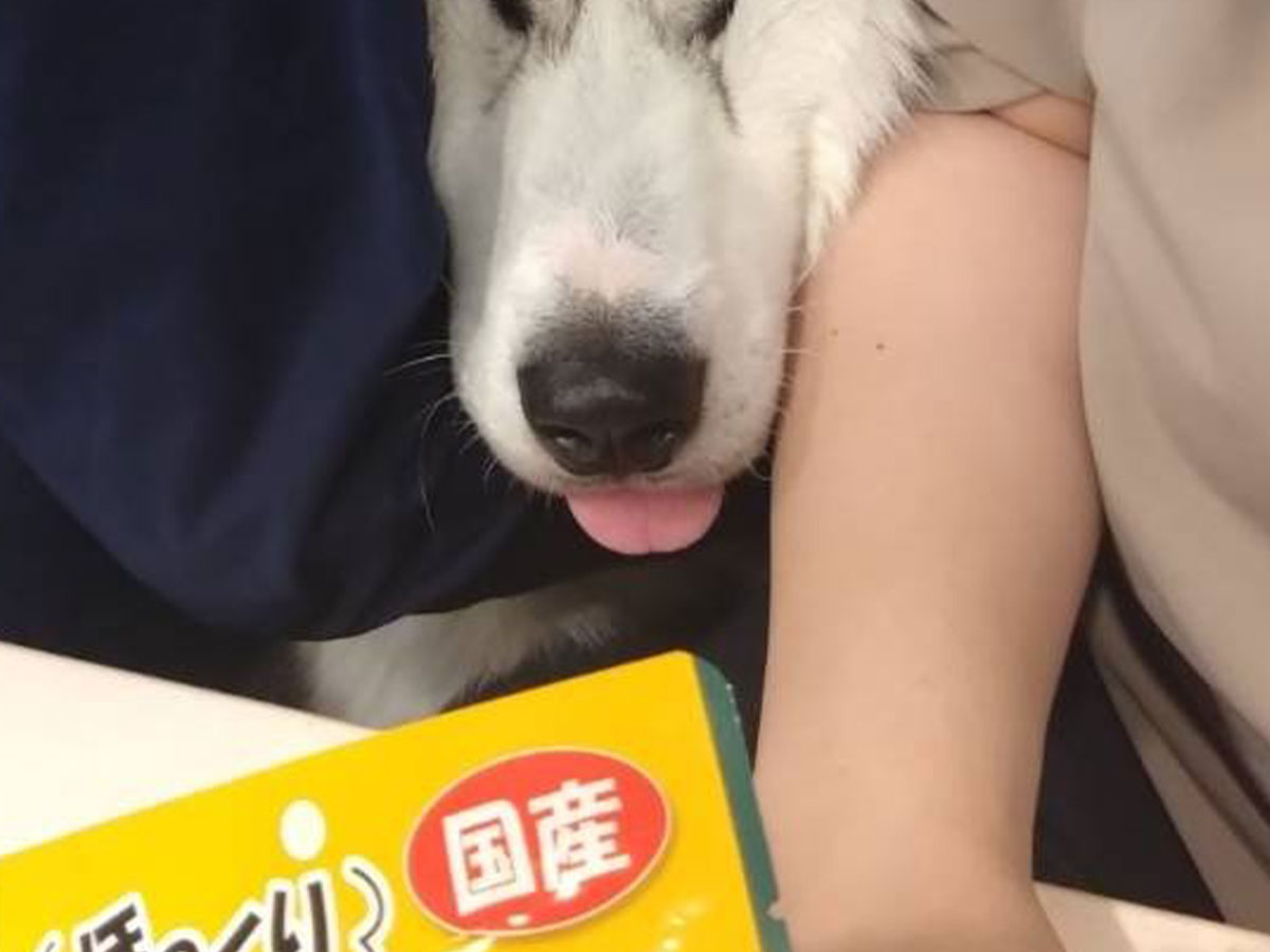 犬の写真