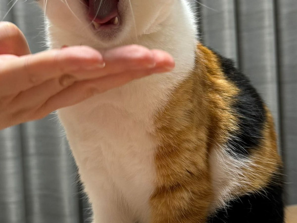 猫の写真