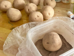 粘土のジャガイモの写真