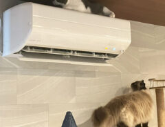 猫とエアコンの写真