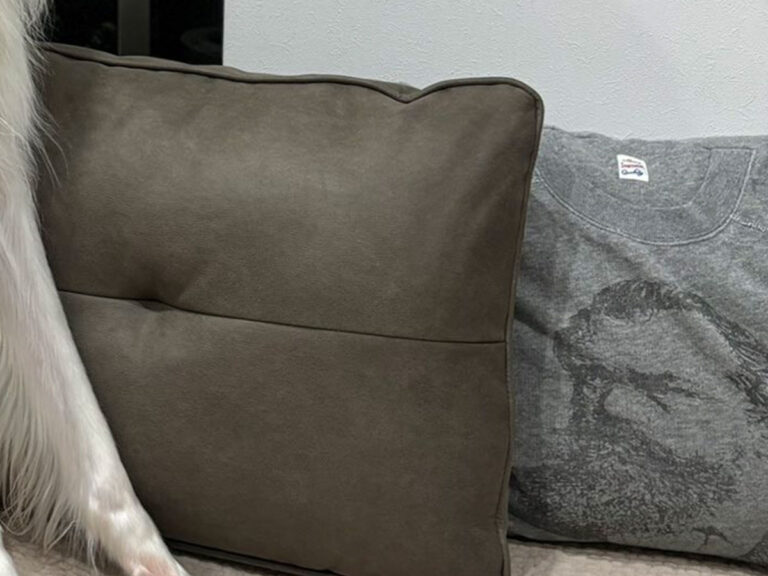 ソファを買った飼い主 真っ先に座ったのは…「そっちかい」「囲め囲めぇ 