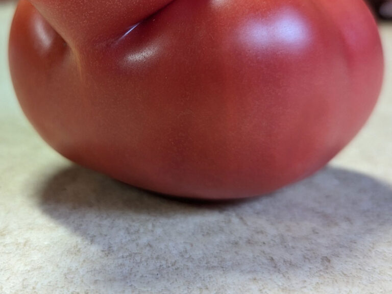 トマトの写真