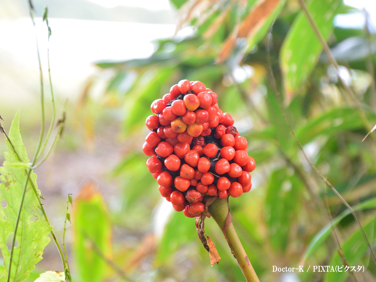 テンナンショウ属の果実の写真