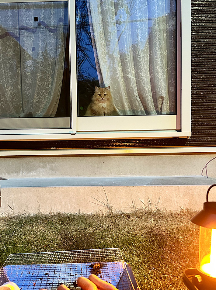 窓から庭を見つめる猫