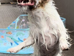犬の水遊びの写真