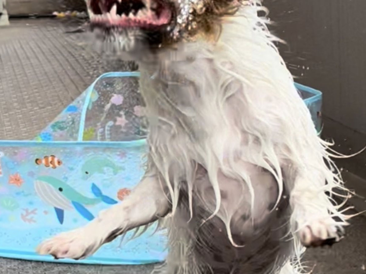 犬の水遊びの写真