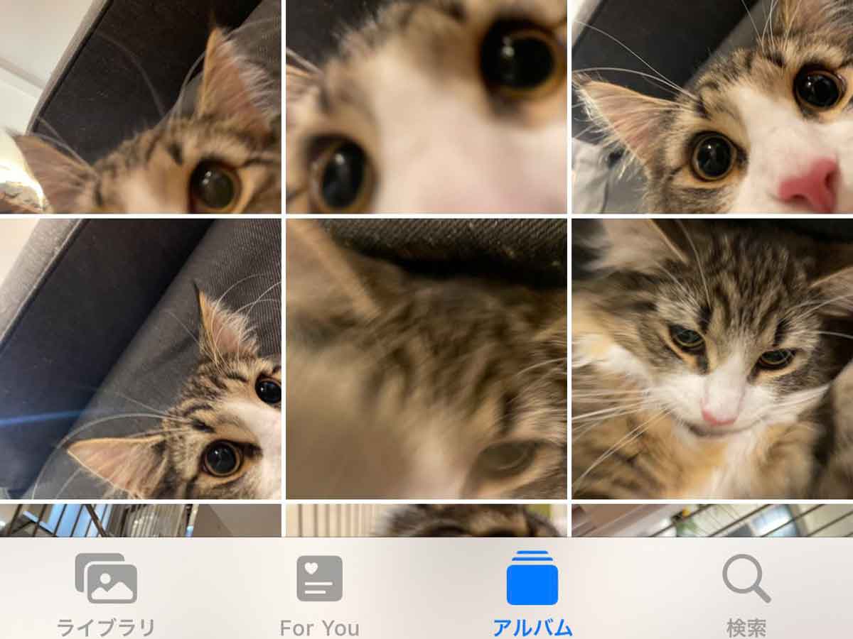 猫が写るスマホ画面の写真
