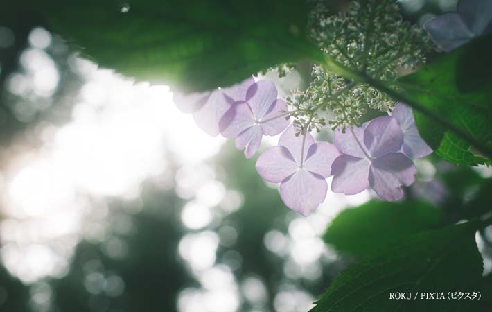 透明感のある紫陽花の写真