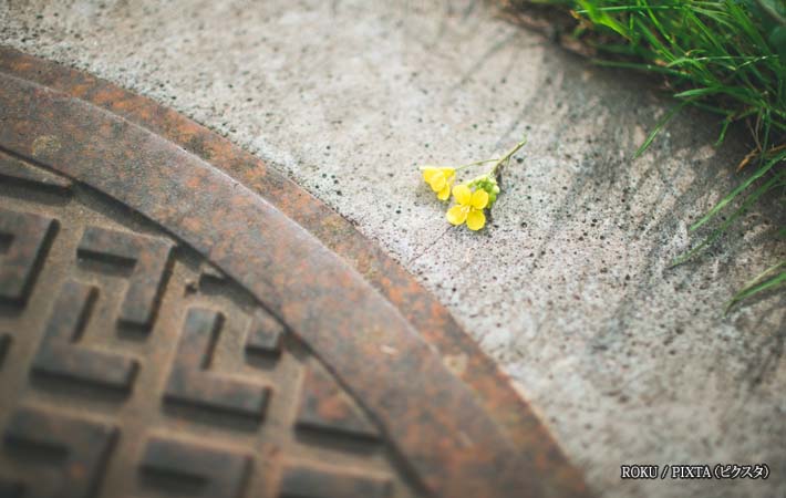 落ちた黄色の花びらの写真