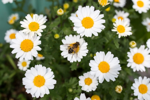 花と蜂【真上から】の画像
