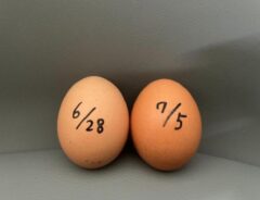 日付が記載された卵