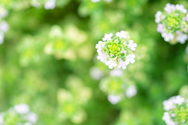 白いオレガノの花のアップの画像