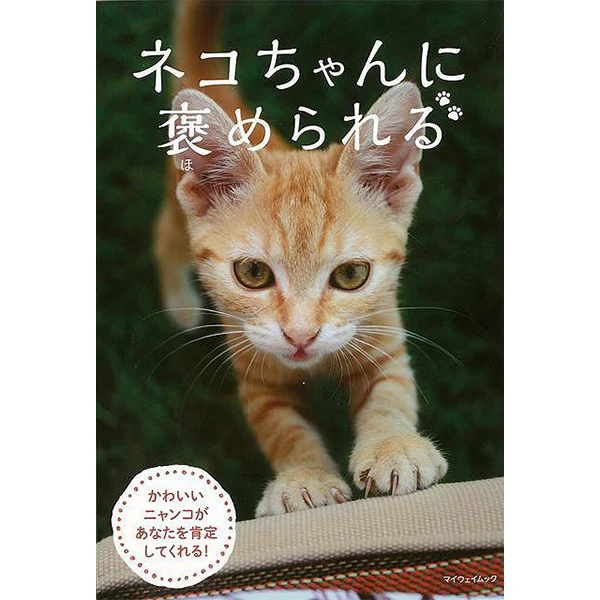 『【猫の写真集】ネコちゃんに褒められる』の画像