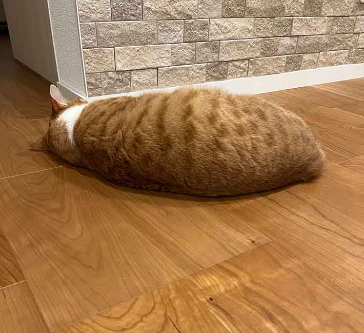 猫の写真