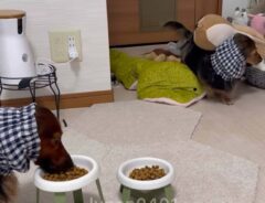 ご飯の時間に犬が連れてきた『友達』に、４８０万人が悶絶