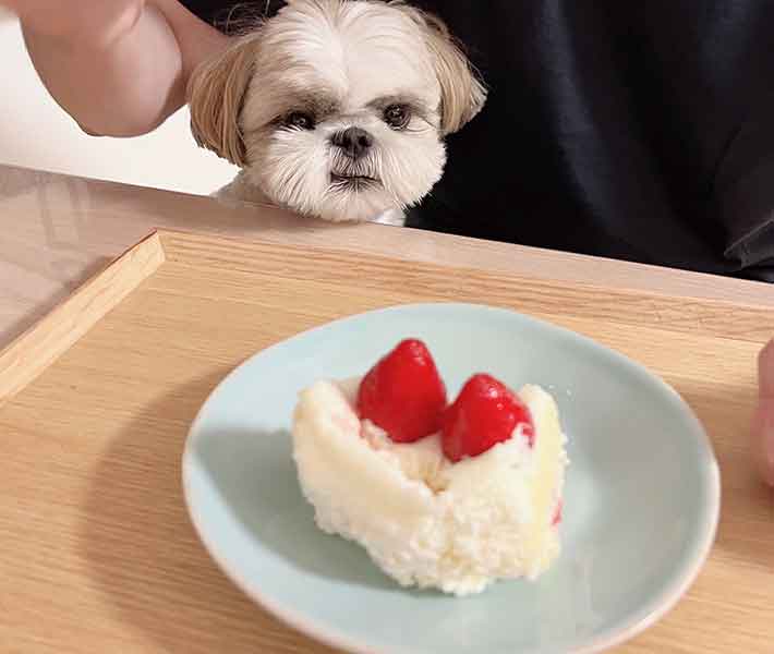 犬とケーキの写真
