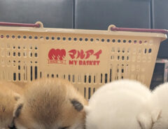 秋田犬の写真