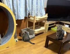 円を作る６匹の猫たち　飼い主のひと言に「笑った」「宇宙を感じてそう」