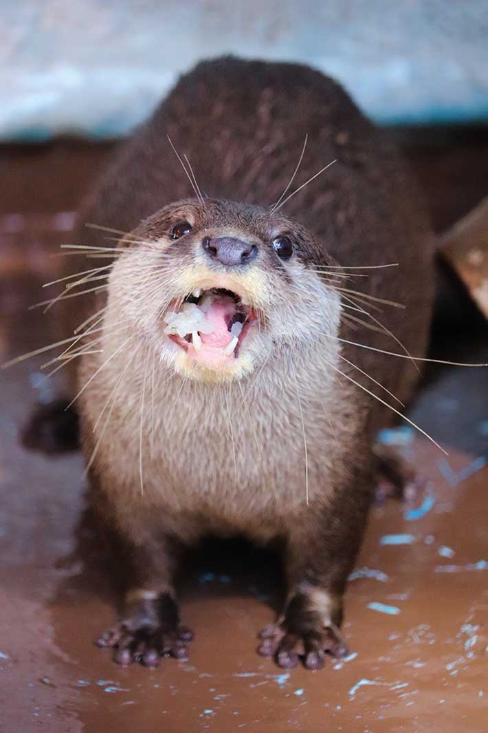 桂浜水族館