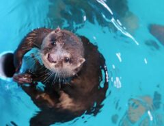 桂浜水族館