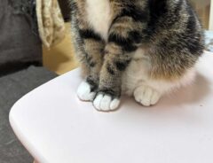 「親に向かって、その目つきはなんや！」　メンチを切る猫に「笑った」「不良娘だ」