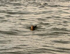 海に浮かぶ犬