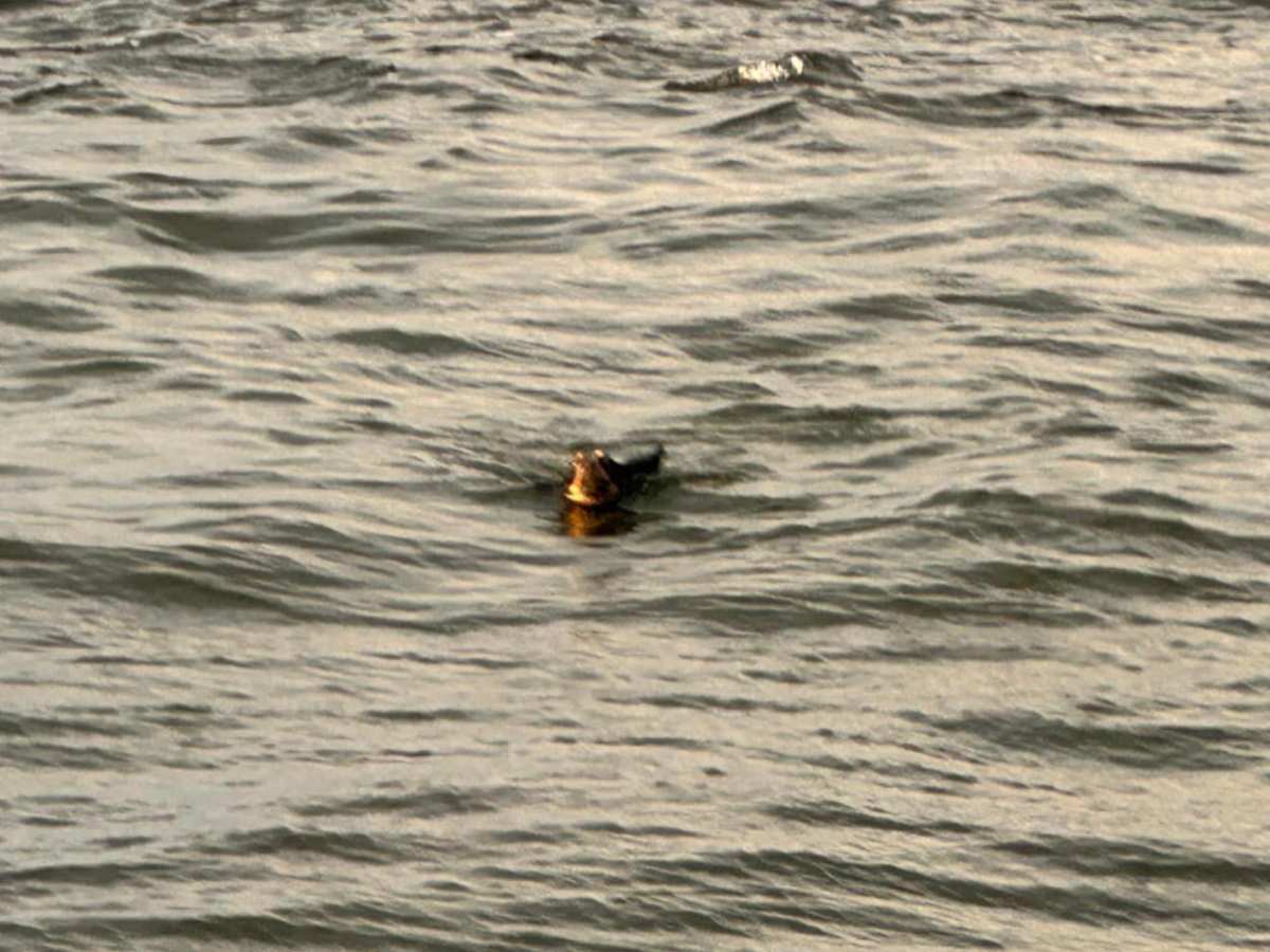 海に浮かぶ犬