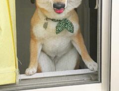 犬の写真