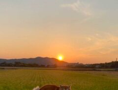 夕焼けの写真