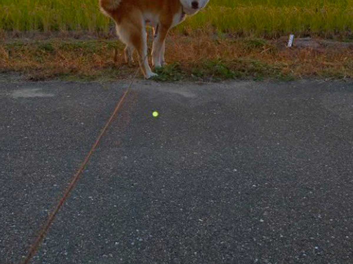 犬の写真