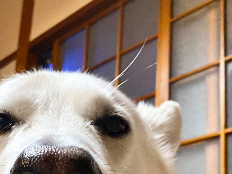 アレ』にしか見えない犬 その姿に「笑った」「貫禄がすごすぎる