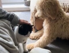 猫をなでる飼い主を見た犬　この後の行動に「中に人が入ってる？」